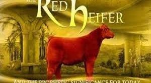 Unraveling the Mystery-For Real, How Rare Is a Red Heifer?