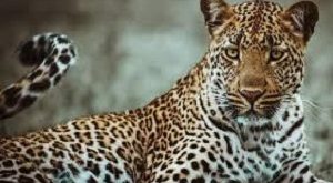 Exploring The Leopard's Fascinating Profile